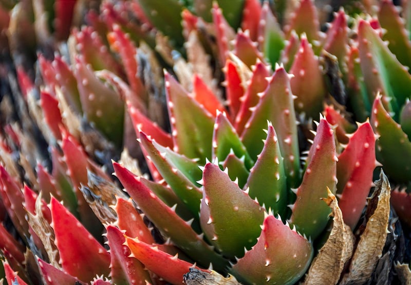 Indoor plant